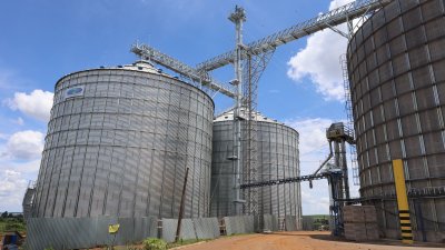 GR&Atilde;OS COM QUALIDADE: Iniciada a safra 25/26 de milho na Cooper A1  