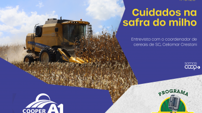 INFORMATIVO A1 17.01.26: Cuidados na safra do milho 