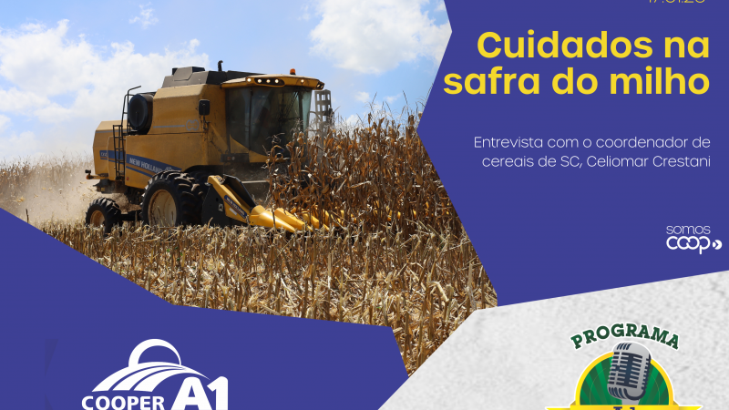 INFORMATIVO A1 17.01.26: Cuidados na safra do milho 