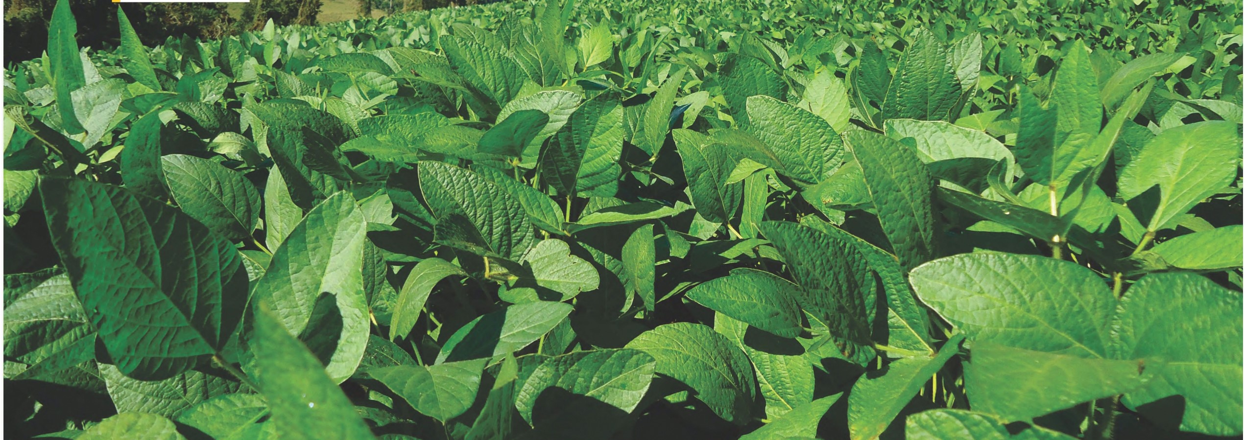 ATENÇÃO: Cadastro das lavouras de soja 